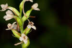 Small green wood orchid